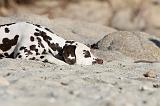 DALMATIEN 143